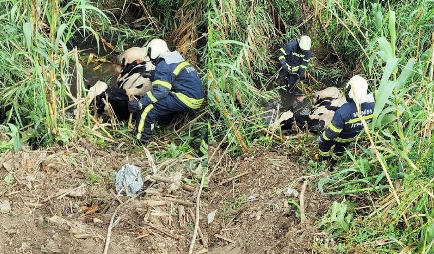 Manisa'da Kurutma Kanalına Düşen İnek Kurtarıldı (2)