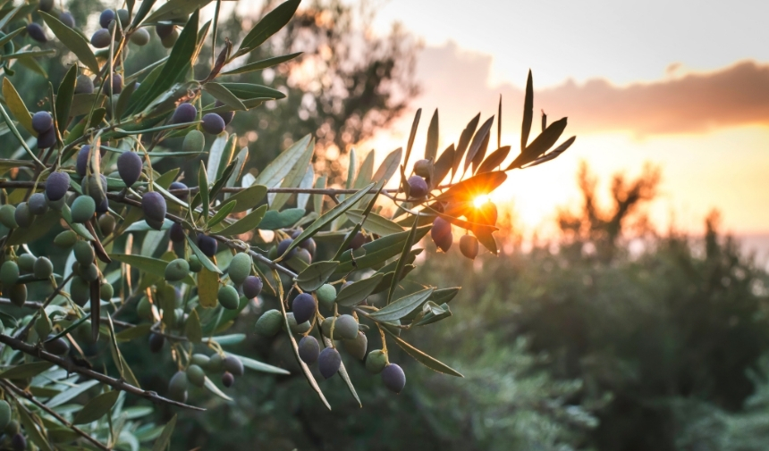 Üzüm Mü Zeytin Mi