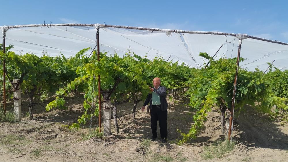 Sarıgöl'de dolu filesi kullanımı yaygınlaşıyor