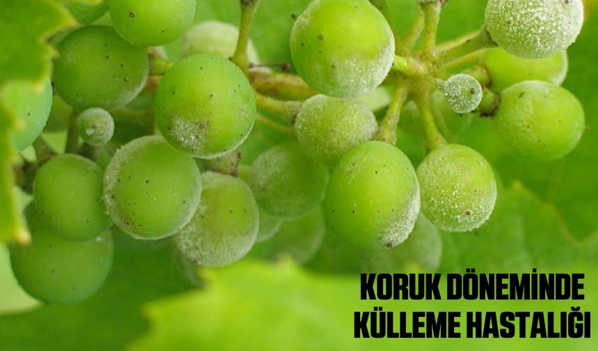 Koruk Dönemi̇nde Külleme