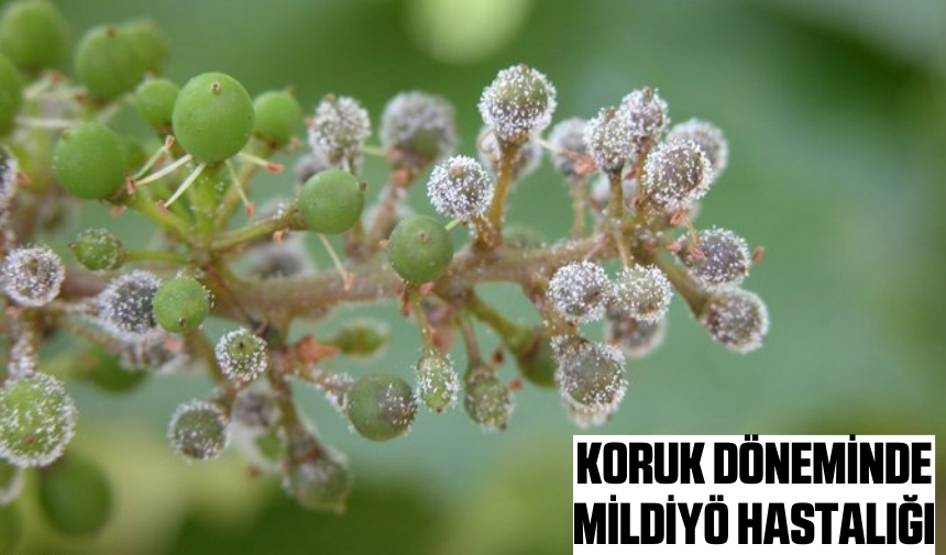 Koruk Dönemi̇nde Mi̇ldi̇yö Hastaliği 1