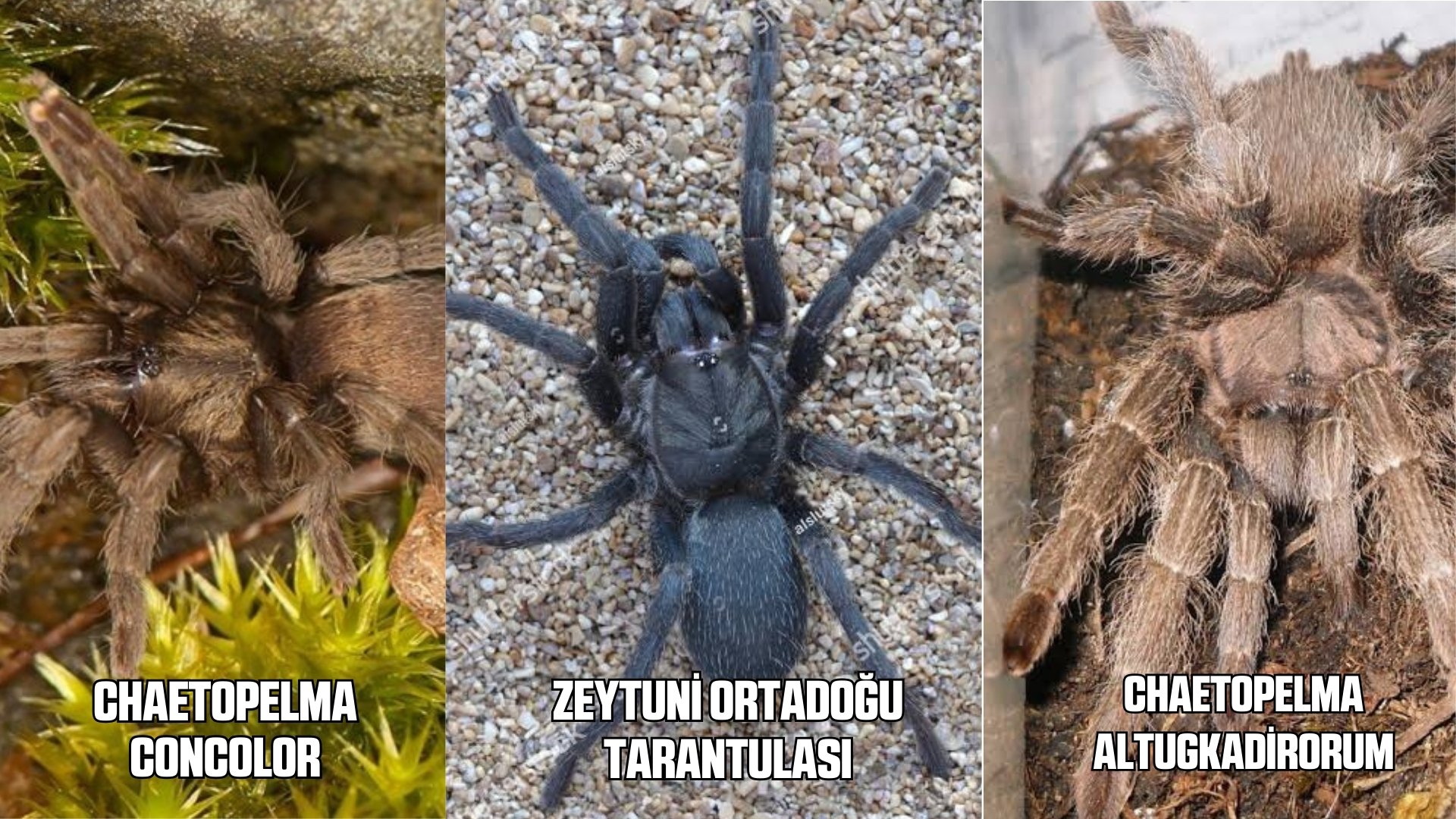Tarantula Türkiye'de Varmı Türkiye'de Tarantula Nerede Bulunur (1)