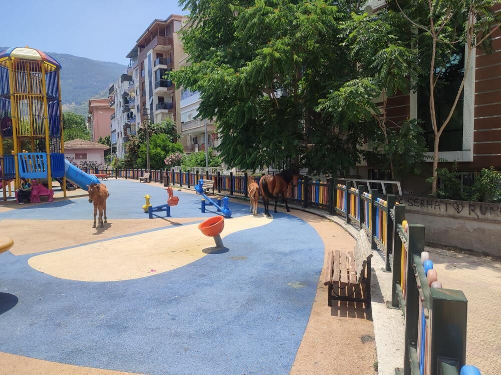 Manisa'da sıcaktan bunalan atlar çocuk parkına indi-1