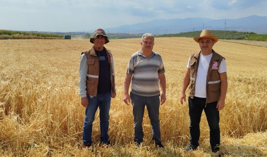 Manisa'da Arpa Hasadı Başladı! (2)
