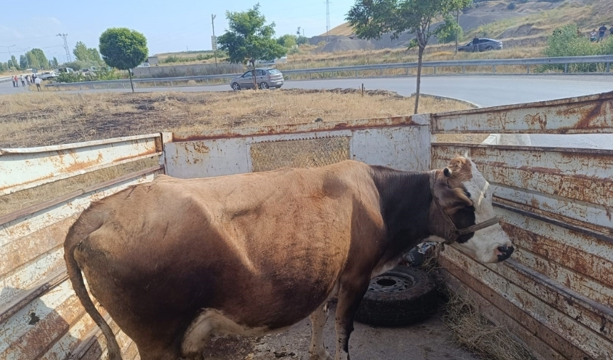 İki Kamyonet Çarpıştı 4'Ü Ağır, 6 Yaralı! (6)