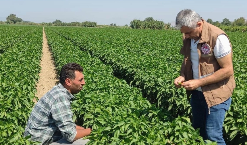 Manisa'da Turşuluk Salatalık Hasadı Başladı! (1)