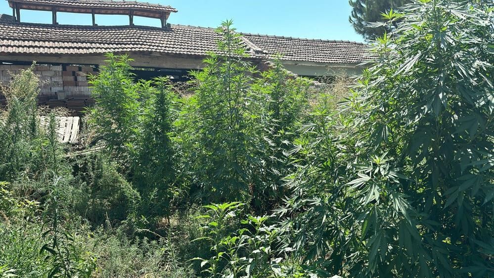 Salihli'de jandarma zehir tacirlerine göz açtırmıyor-1