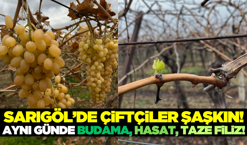 Sarıgöl'de Aynı Günde Budama, Hasat Ve Taze Filiz Görenleri Şaşırtıyor!-2