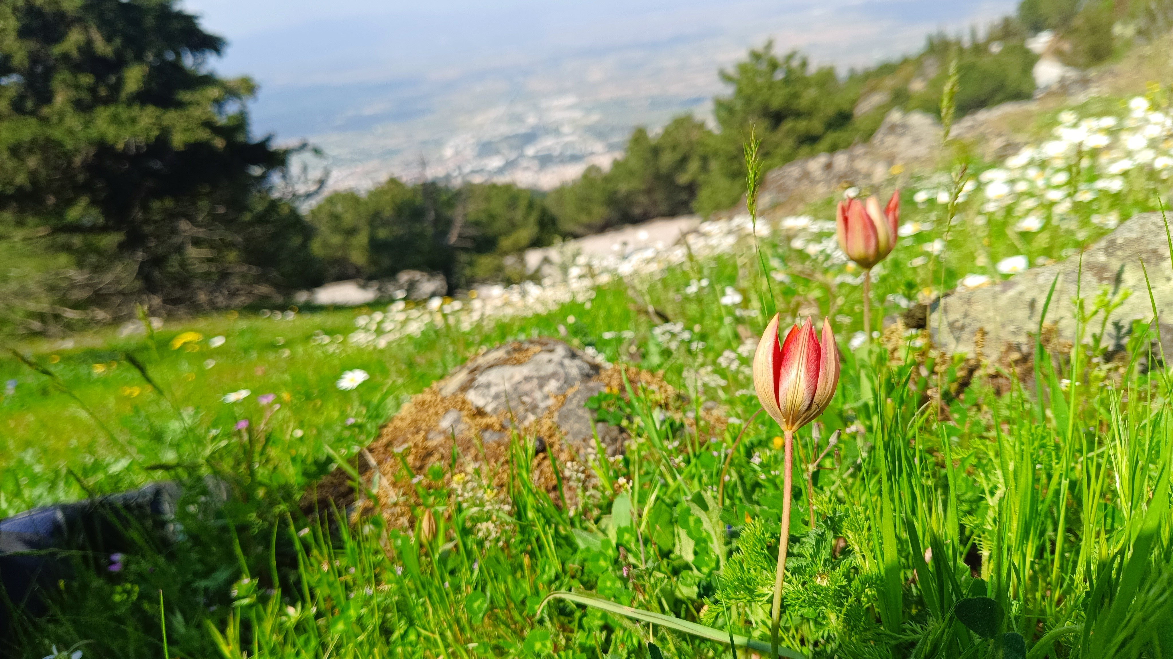 Manisalılar Dikka (2)
