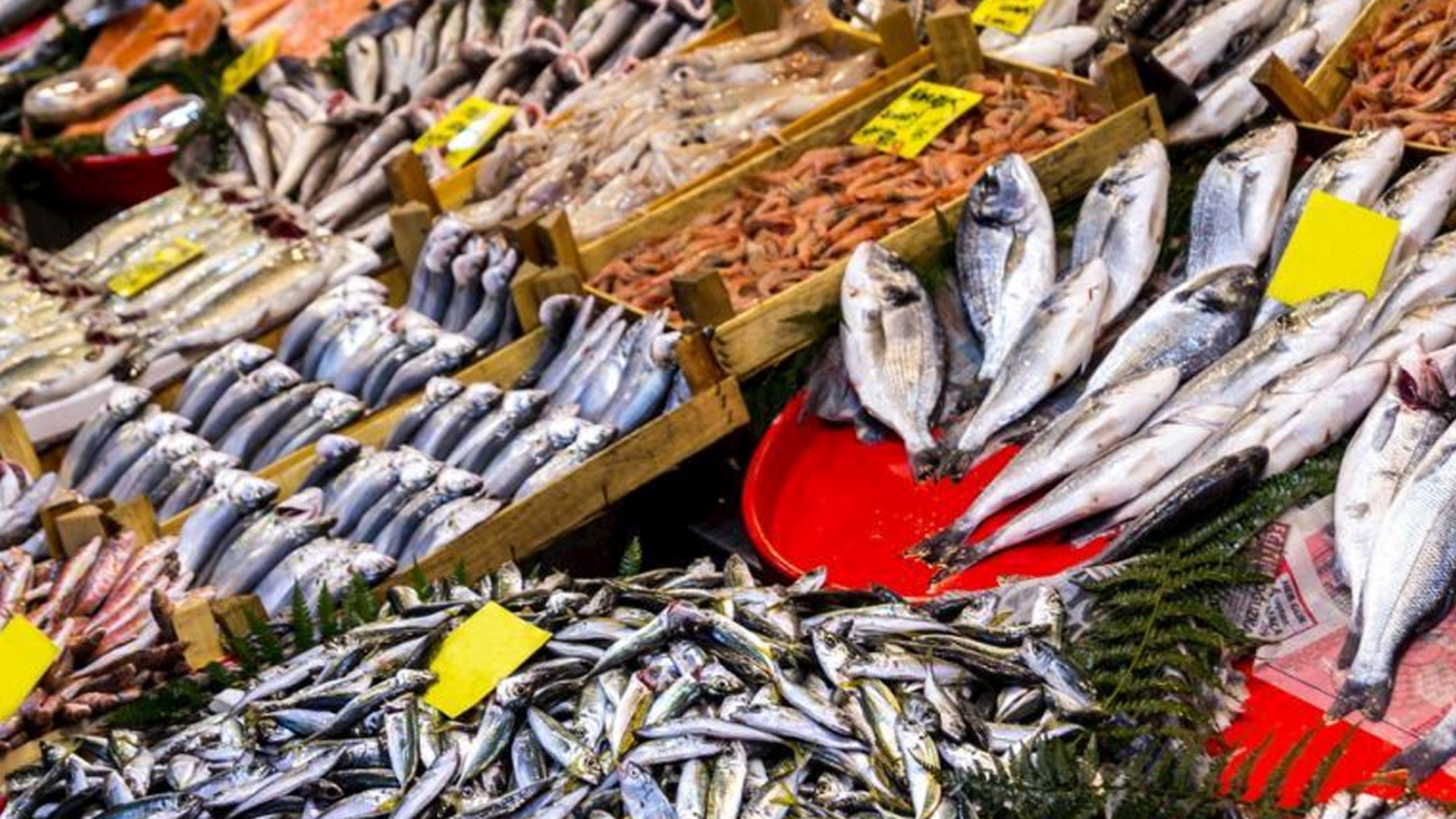 Dünyada Kaç Çeşit Balık Türü Var Balık Türleri Balık Çeşitlerinin İsimleri ve Özellikleri Nelerdir14