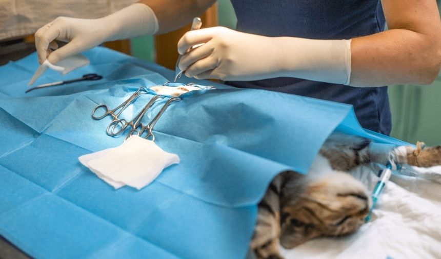 Kedi kısırlaştırma operasyonu acı verir mi