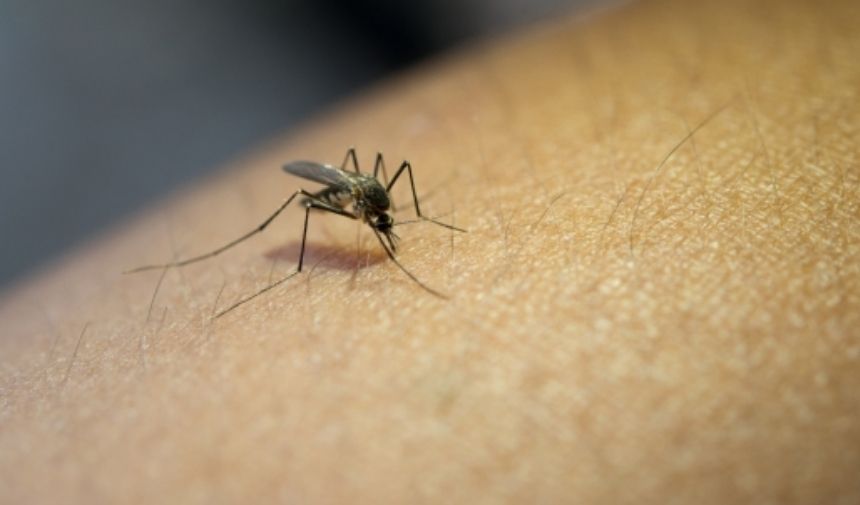 Sivrisinek neden kaçar