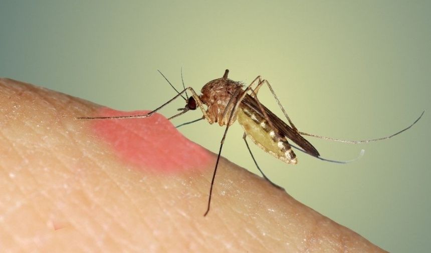 Sivrisinekler hangi hastalıkları bulaştırabilir