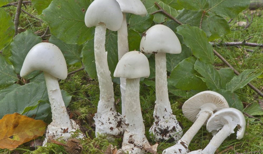 Evcikkıran, Köy göçüren namıyla ün salmış Amanita phalloides (Ölüm meleği) mantarı