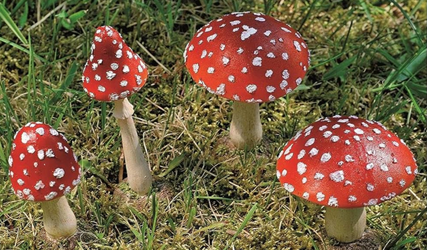 Gelin mantarı olarak adlandırılan, zehirli olması dışında halüsinojen etkisiyle delilik krizlerine sebep olan Amanita muscaria (Sinek Mantarı)