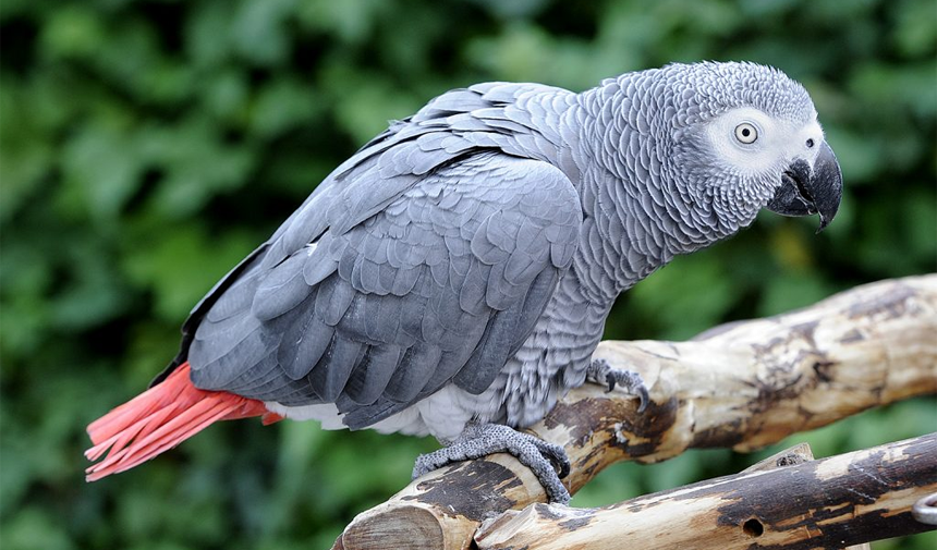 Papağanlar ne kadar zeki En zeki papağan hangisi kaç IQ Afrika Gri Papağanı