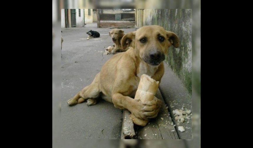 Ekmek yiyen köpek öldü mü Ekmek yiyen köpeğe ne oldu 1