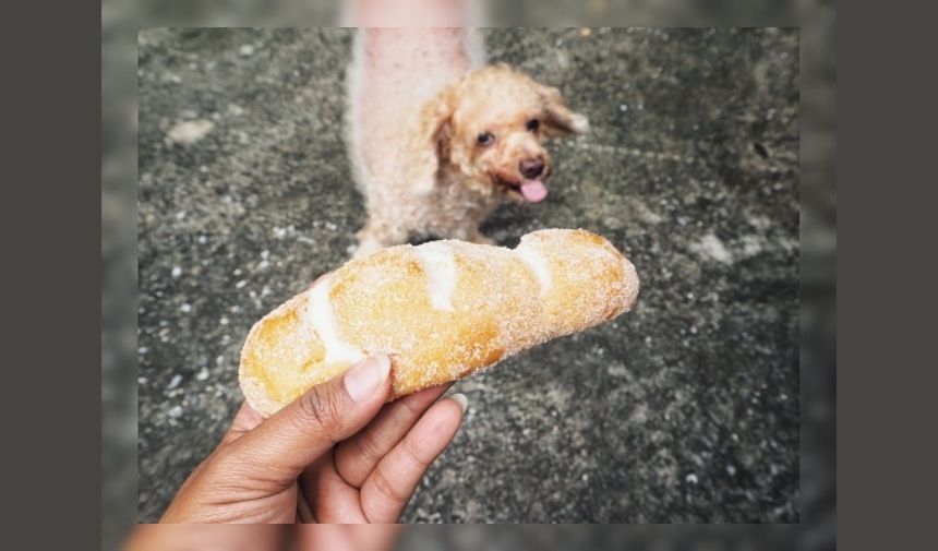 Köpeklerin ekmek yemesi zararlı mı