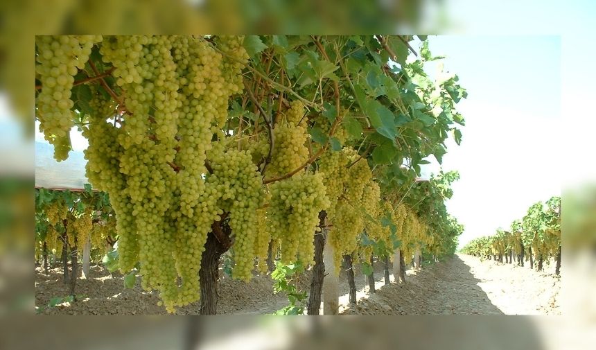 Manisa'nın en temiz havası olan ilçesi hangisi 2