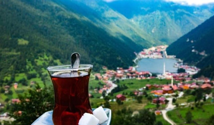 Türkiye’de Çay En Çok Nerede Yetişir (1)