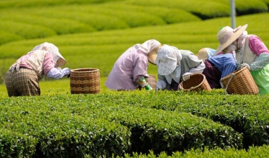 Türkiye’de Çay En Çok Nerede Yetişir