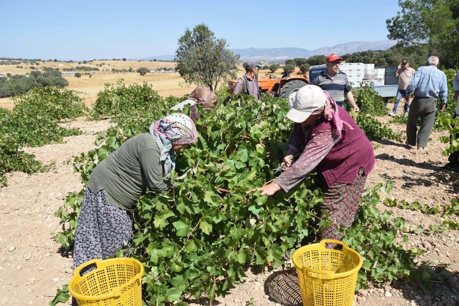 uşak bağ bozumu (2)