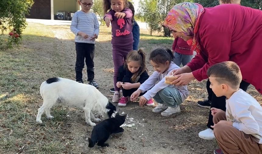 Alaşehir'de kedi köpek dostluğu