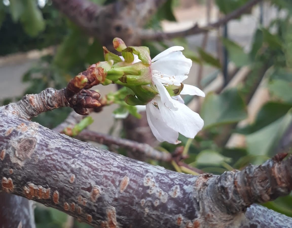 manisa sarıgöl de kiraz ağacı çiçek açtı