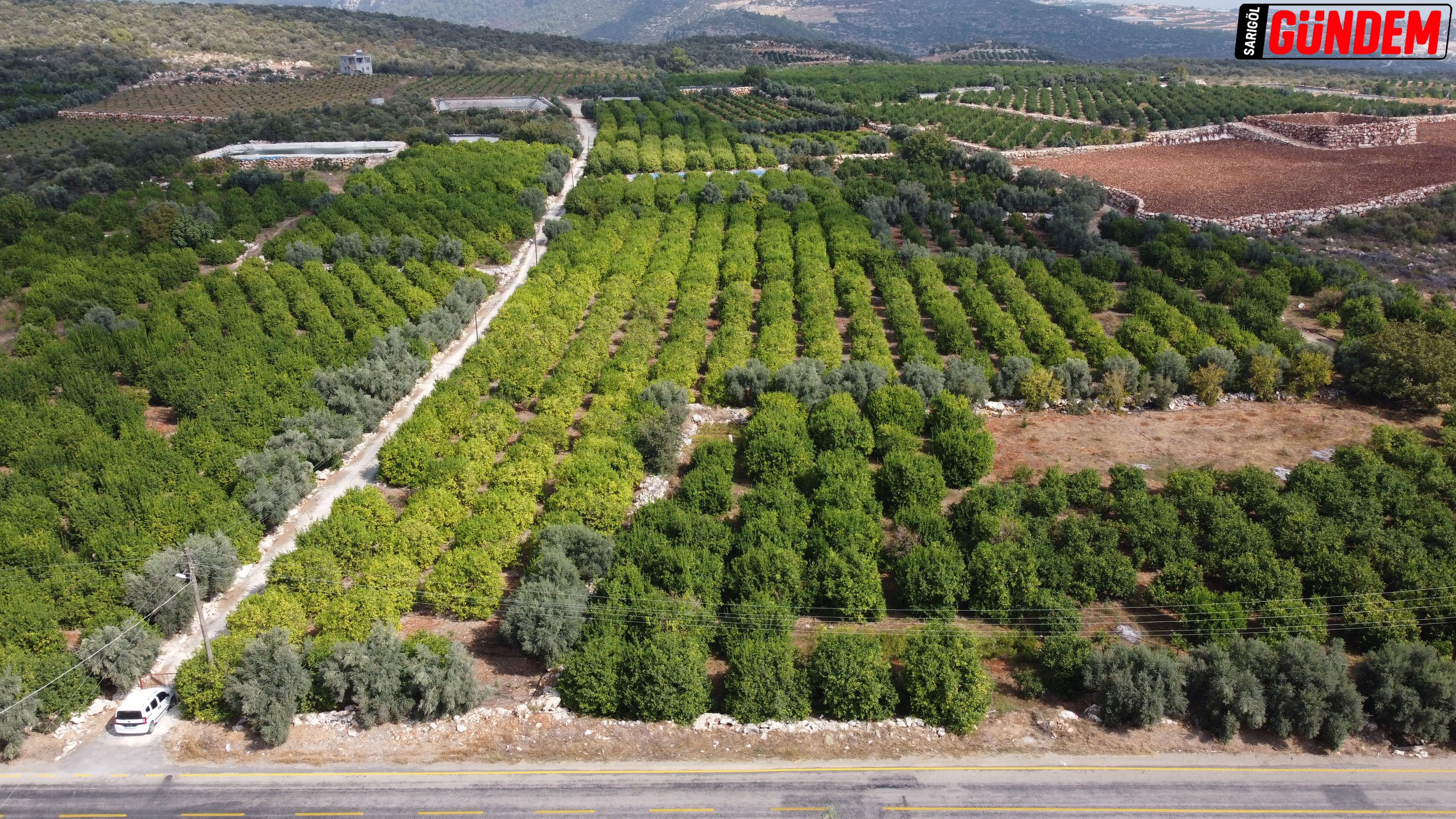 mersin erdemli limon bahçeleri