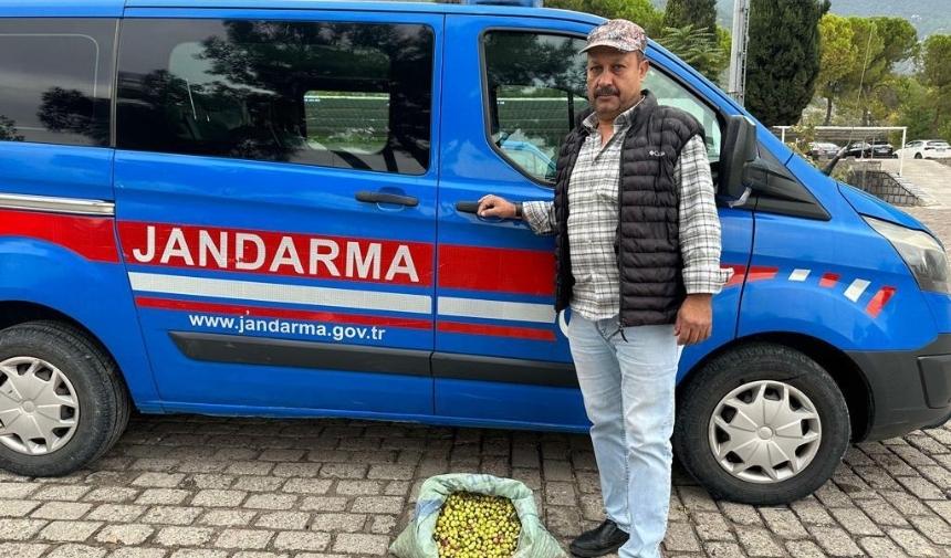 Manisa'da Jandarma zeytin hırsızlarına göz açtırmıyor