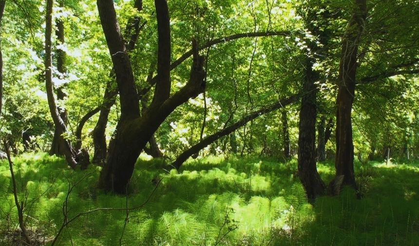 Muğla'da yaz bitti Peki Sonbaharda nerelere gidilir! İşte cevaplar (11)