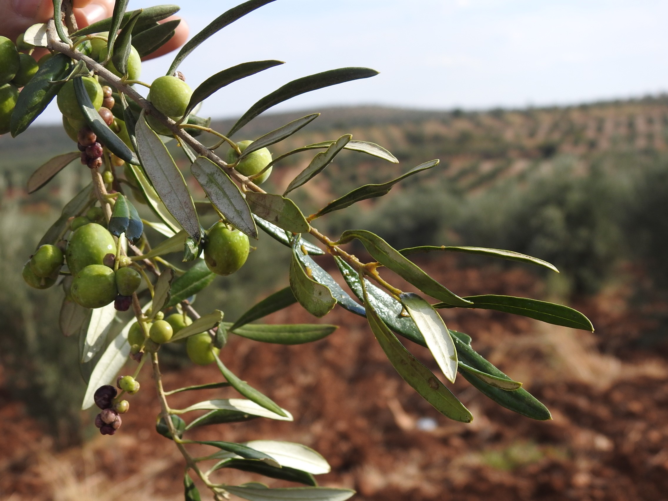 zeytin (5)