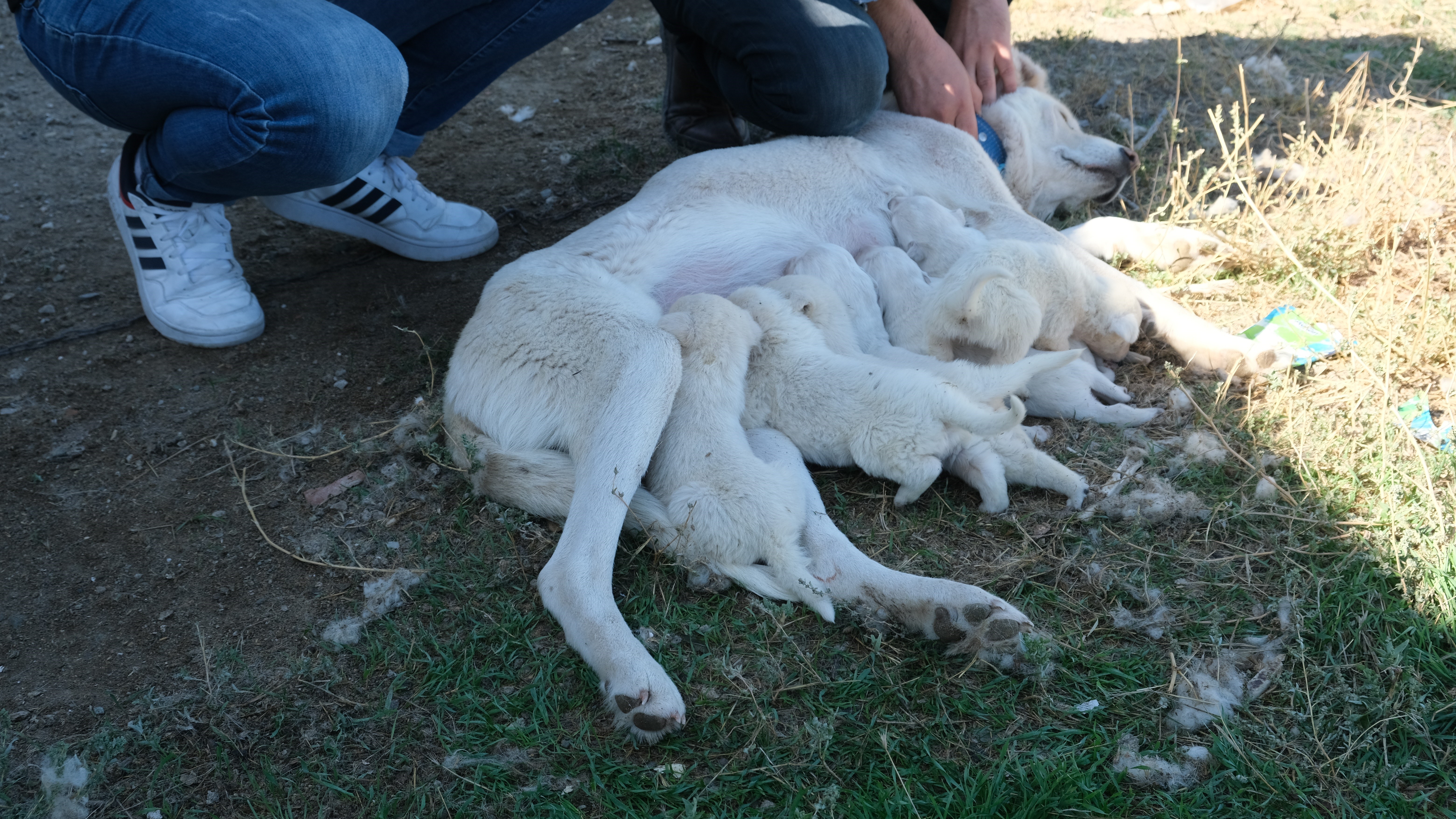 8 yavruya bakıyor (3)