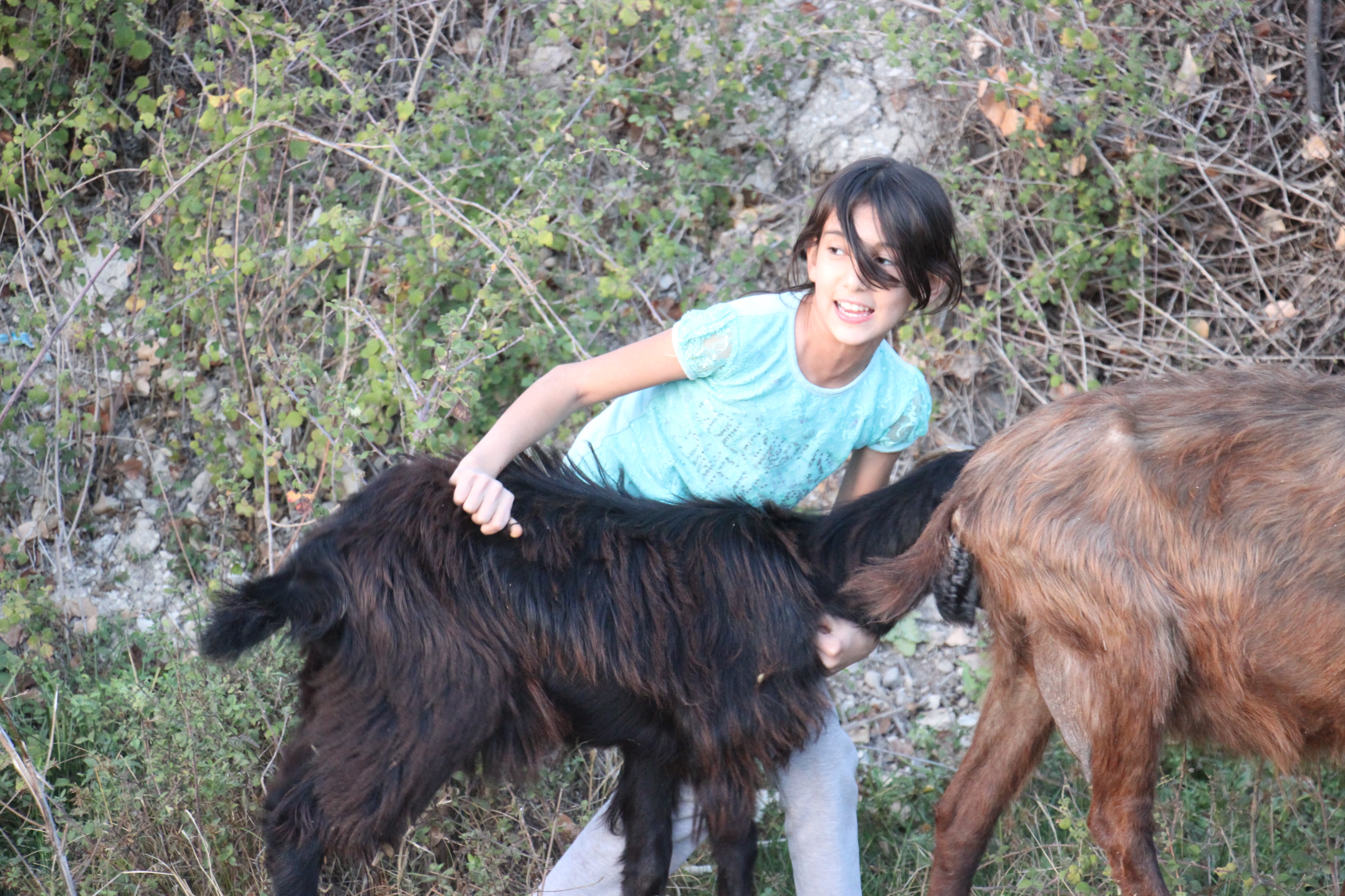 hem kardeşine hem keçilere bakıyor (3)