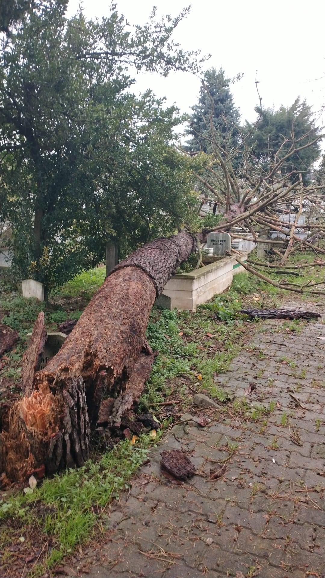 mezarlığa devrilen ağaç (2)