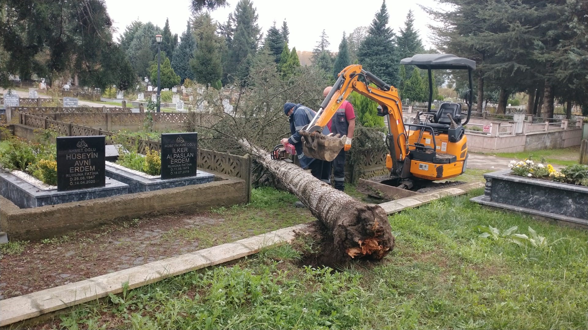 mezarlığa devrilen ağaç (3)