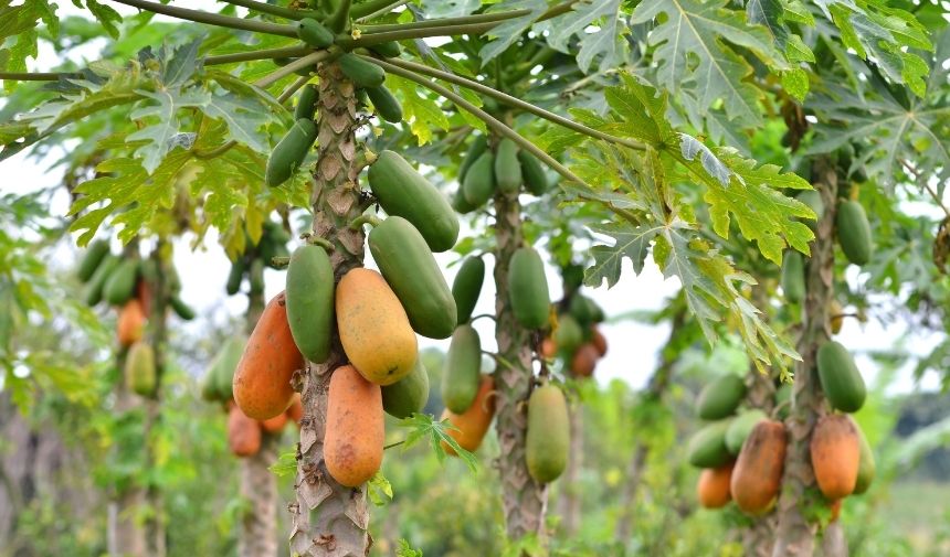 Papaya Meyvesi Kaç Günde Olgunlaşır