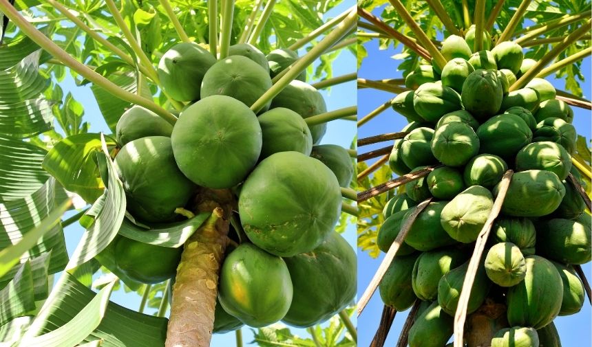 Papaya Meyvesi Nasıl Olgunlaştırılır (1)