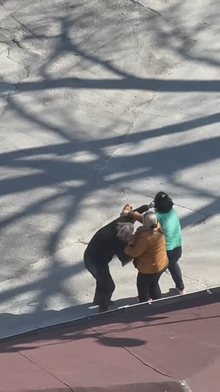 Kadınlar Saç Saça Birbirlerine Girdii (5)