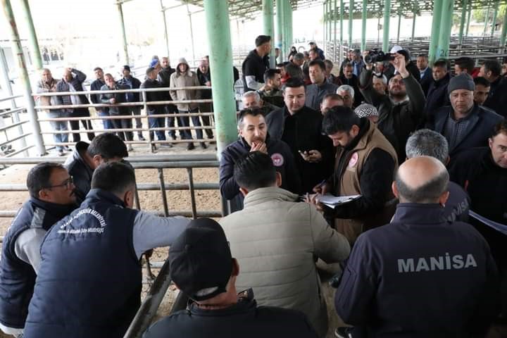 Sarıgöl’de Damızlık Koç Dağıtımı Tamamlandı (2)