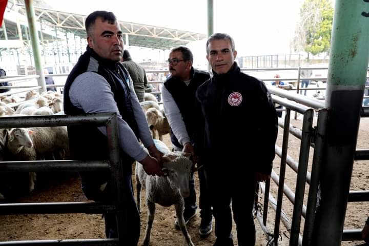 Sarıgöl’de Damızlık Koç Dağıtımı Tamamlandı (3)