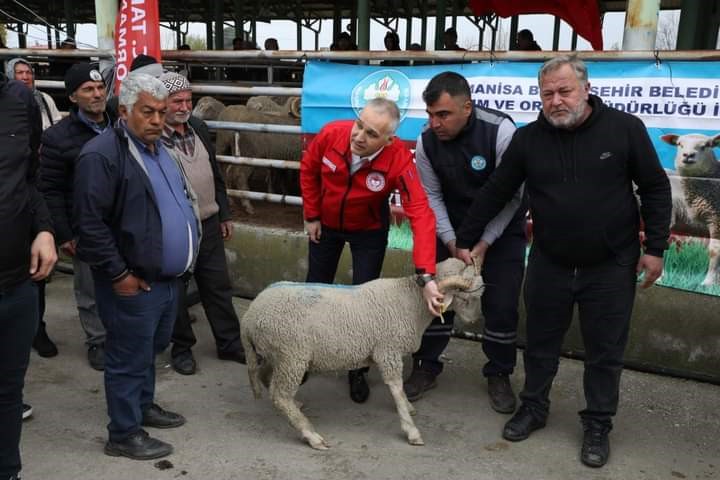 Sarıgöl’de Damızlık Koç Dağıtımı Tamamlandı (4)