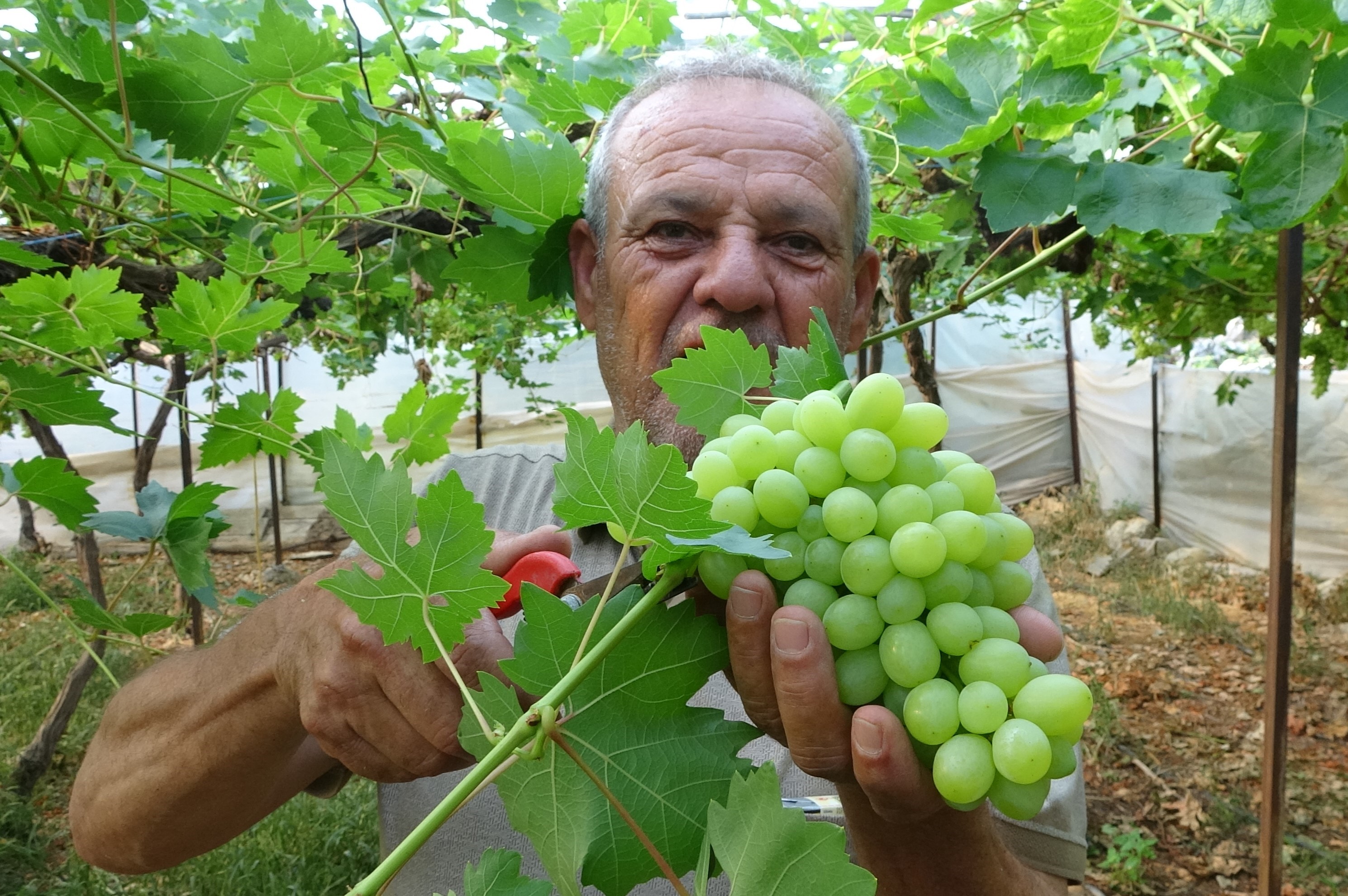 Türkiye'de yılın ilk üzüm hasadı yapıldı-3