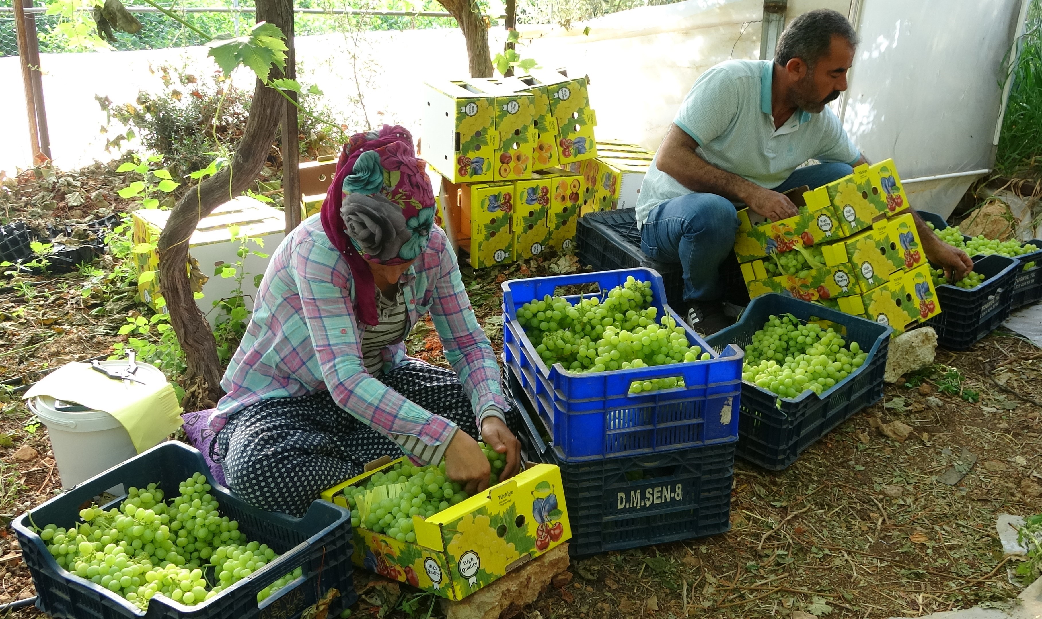 Türkiye'de yılın ilk üzüm hasadı yapıldı-2