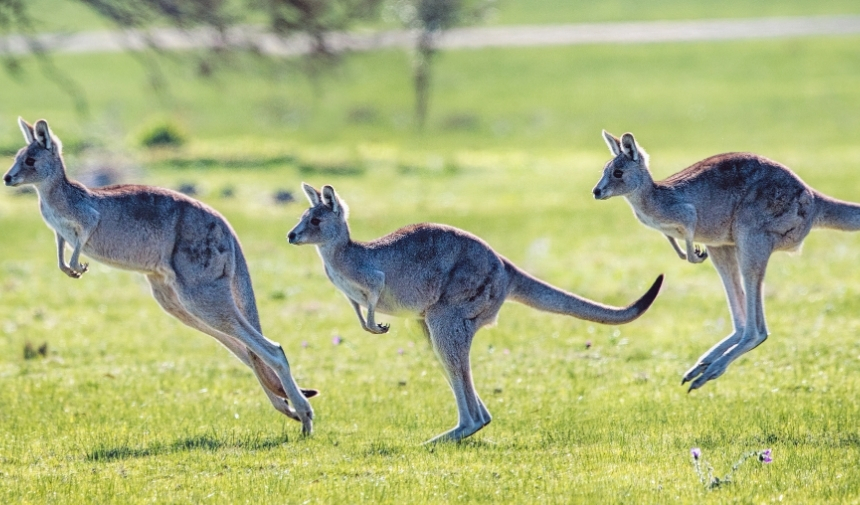Bir Kanguru Kaç Metre Sıçrar