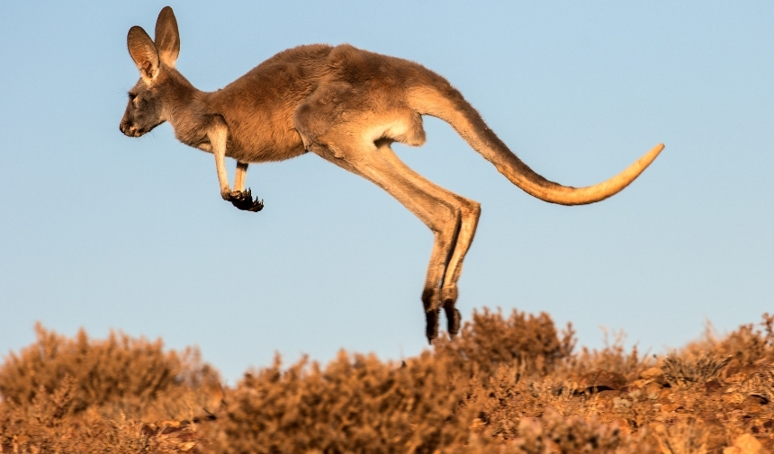 Kangurular En Fazla Kaç Metre Zıplar