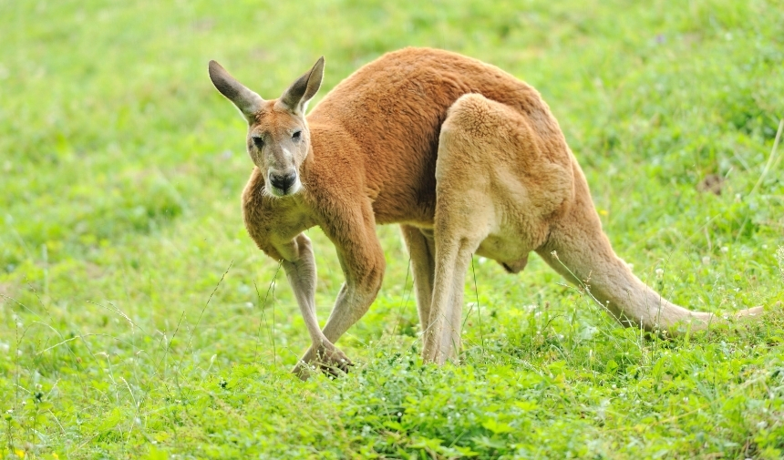 Kangurular Sıçrayarak Saatte Kaç Kilometre Yol Alırlar