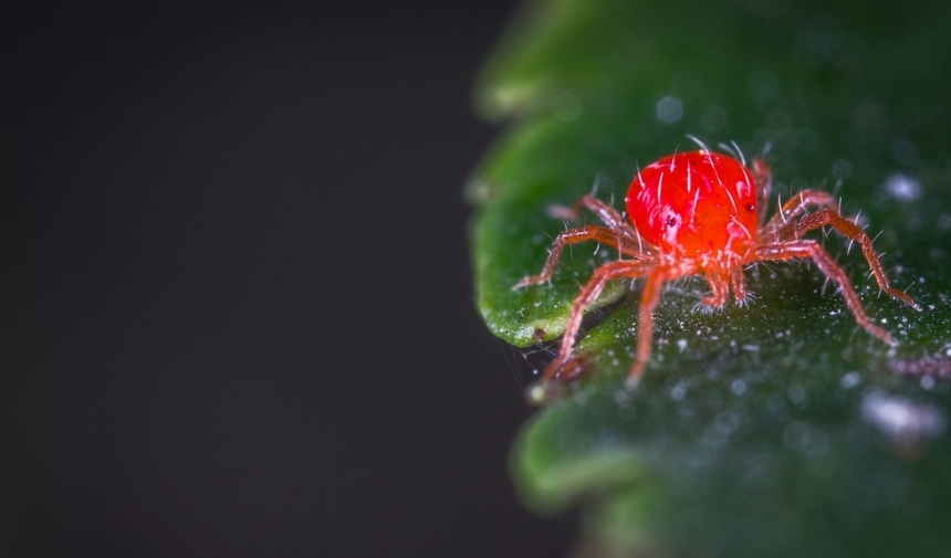 Kırmızı Örümcek Zehirli Mi Kırmızı Örümcek Isırır Mı Zararlı Mı (1)