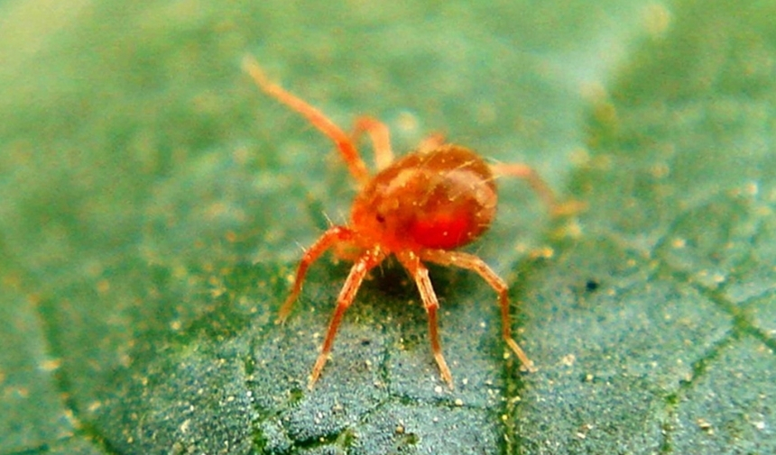 Kırmızı Örümcek Zehirli Mi Kırmızı Örümcek Isırır Mı Zararlı Mı (3)