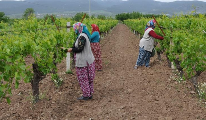 Manisa'da Bağcılıkta Tempo Arttı Çiftçiler Bağdan Çıkamıyor 3
